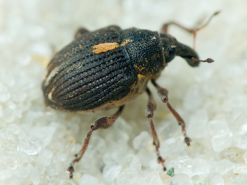 Rhinoncus leucostigma (Marsham, 1802)